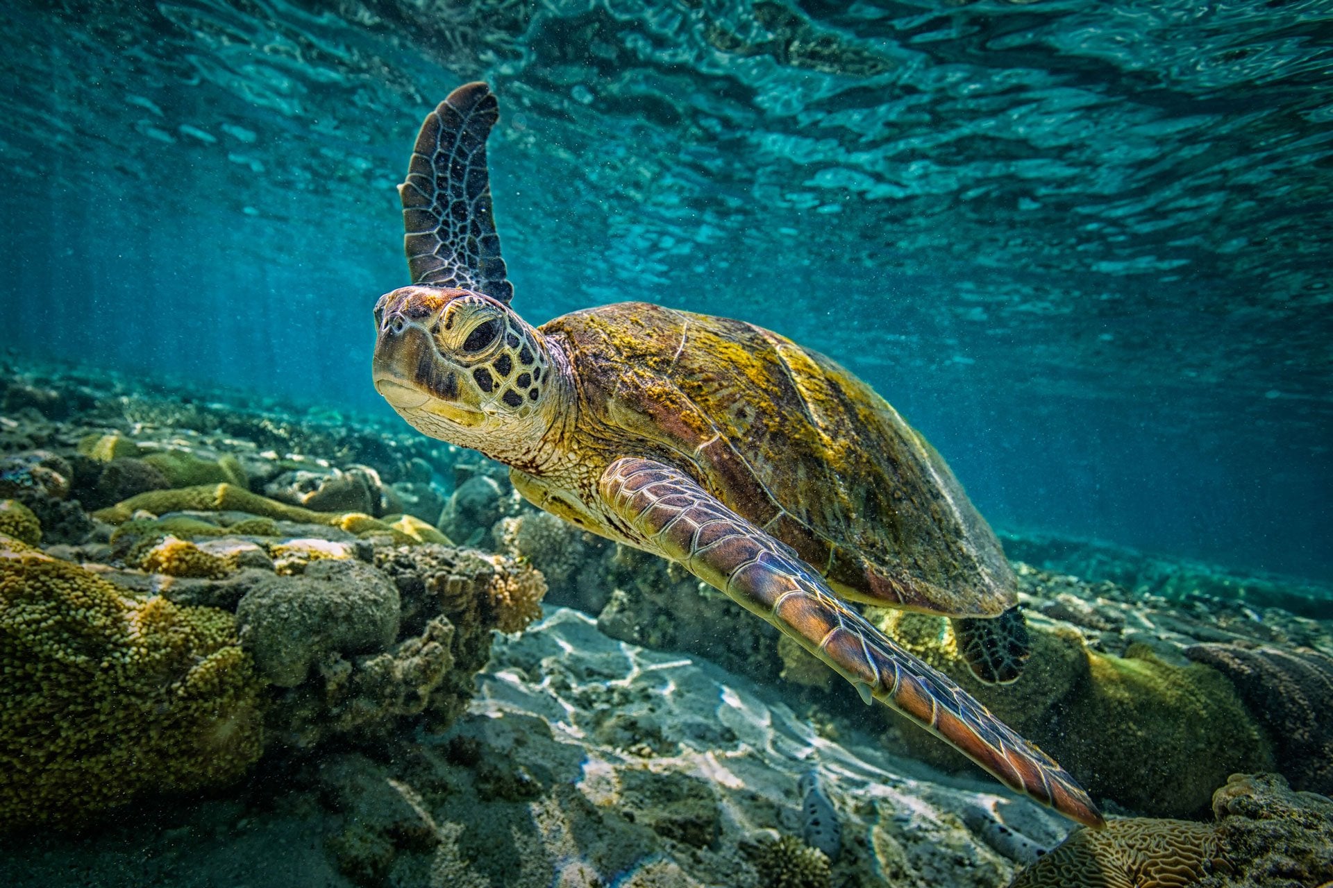 Similan Diving trips